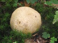 Dickschaliger Kartoffelbovist